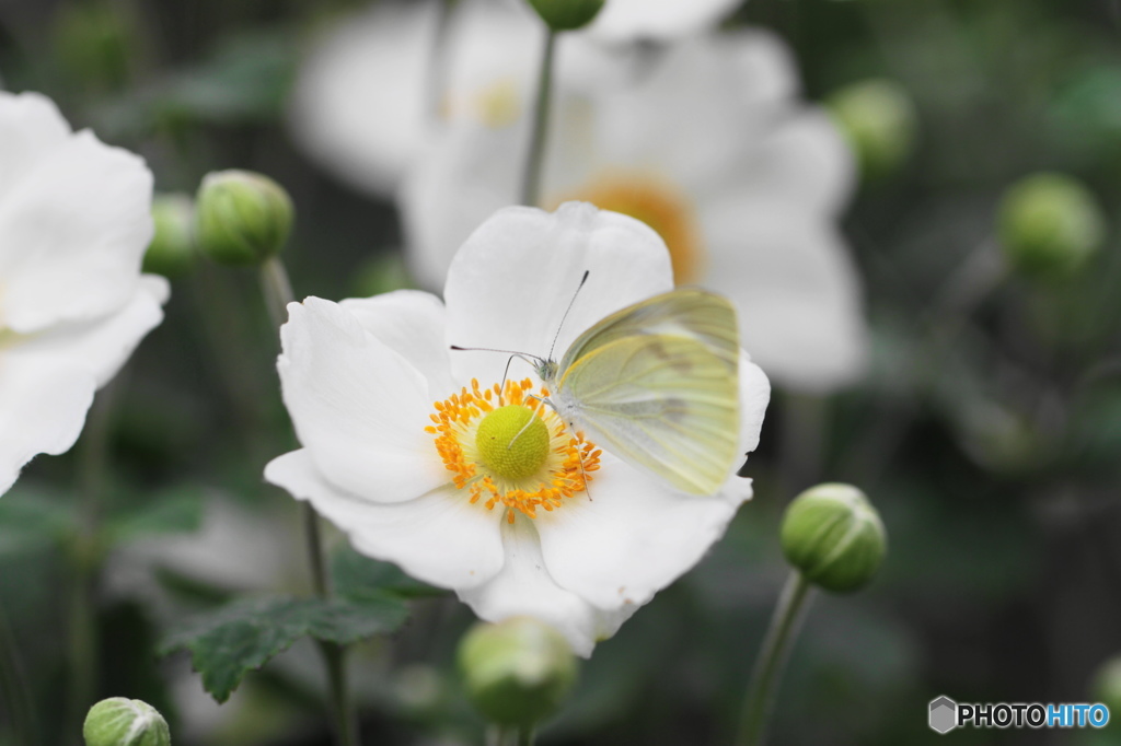 神無月花ー14