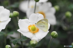 神無月花ー14