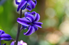 ２７年春満開ー３