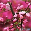 眠花～ⅱ