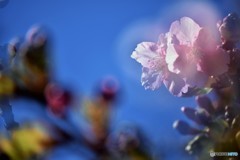 夢桜～ⅱ