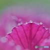 桜貝、、、？？