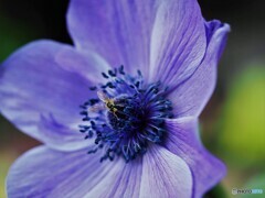 花一華に誘われて