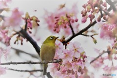 サクジロウ