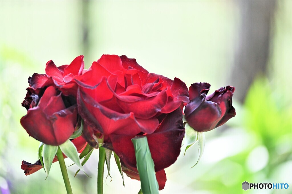 深紅の薔薇