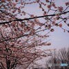 ２０２１桜だより～xxiii