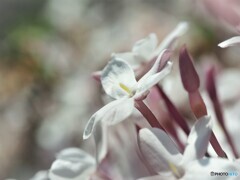 香る