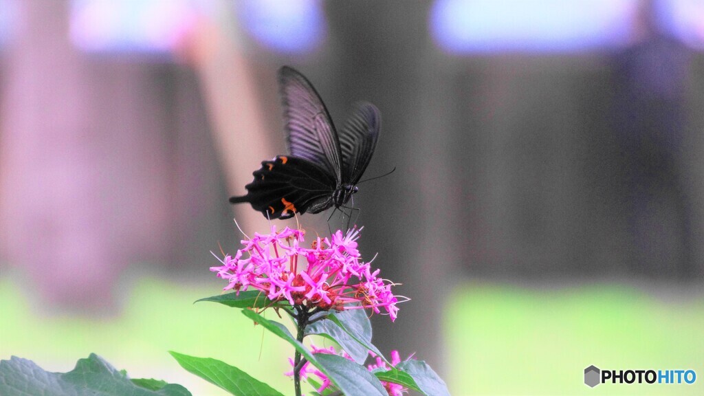 黒の華、、、。