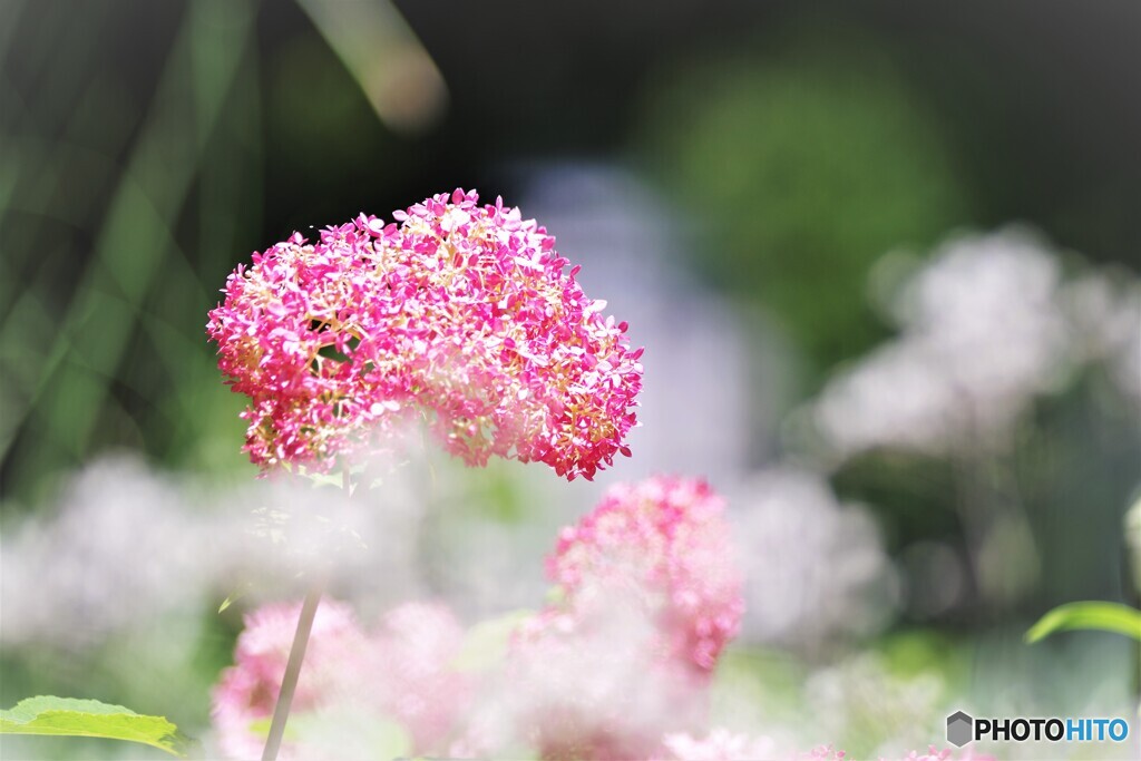 梅雨時の華～xxvi