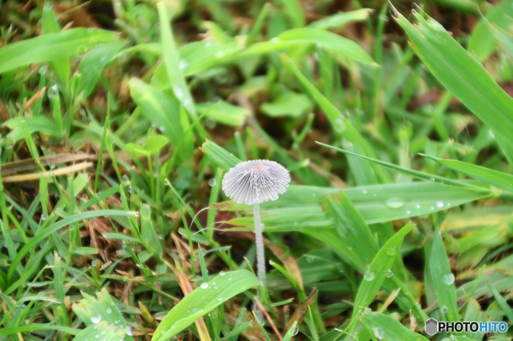 梅雨時のキノコ