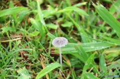 梅雨時のキノコ