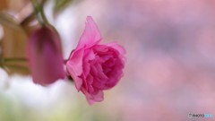 平成最後を咲く桜達～lxiv