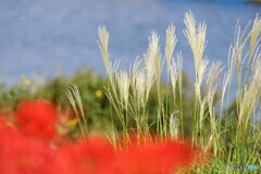 秋の隅田川、、、。