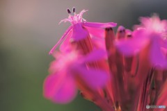 Catchfly