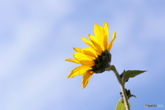 夏か、しき花