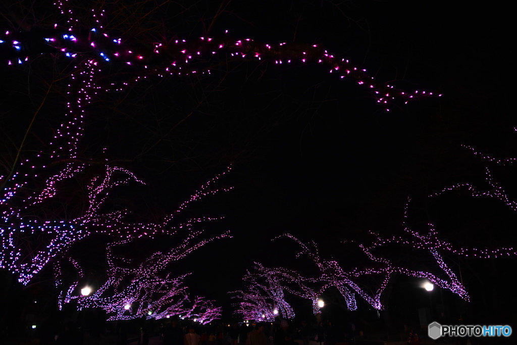 上野恩賜公園のクリスマスーⅴ