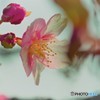 汐入、河津桜ⅴ
