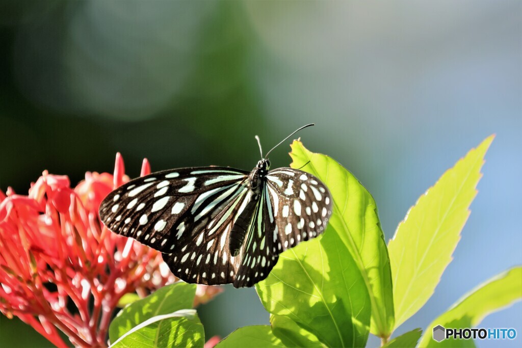 年末の生物園～ⅷ