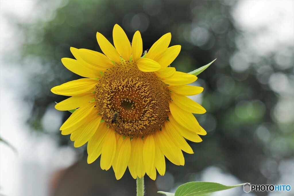 夏の華～ⅴ