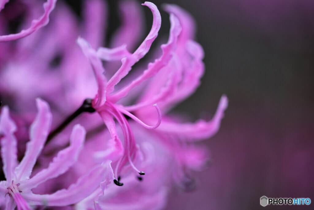 ダイヤモンドリリー（ネリネ）