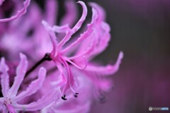 ダイヤモンドリリー（ネリネ）