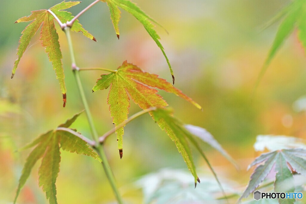 秋への階段