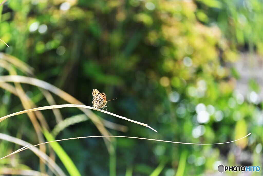遠くで一休み