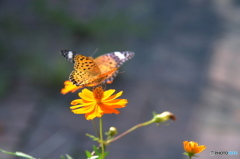 ツマグロヒョウモンの舞－14