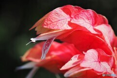 小海老草