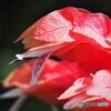 小海老草