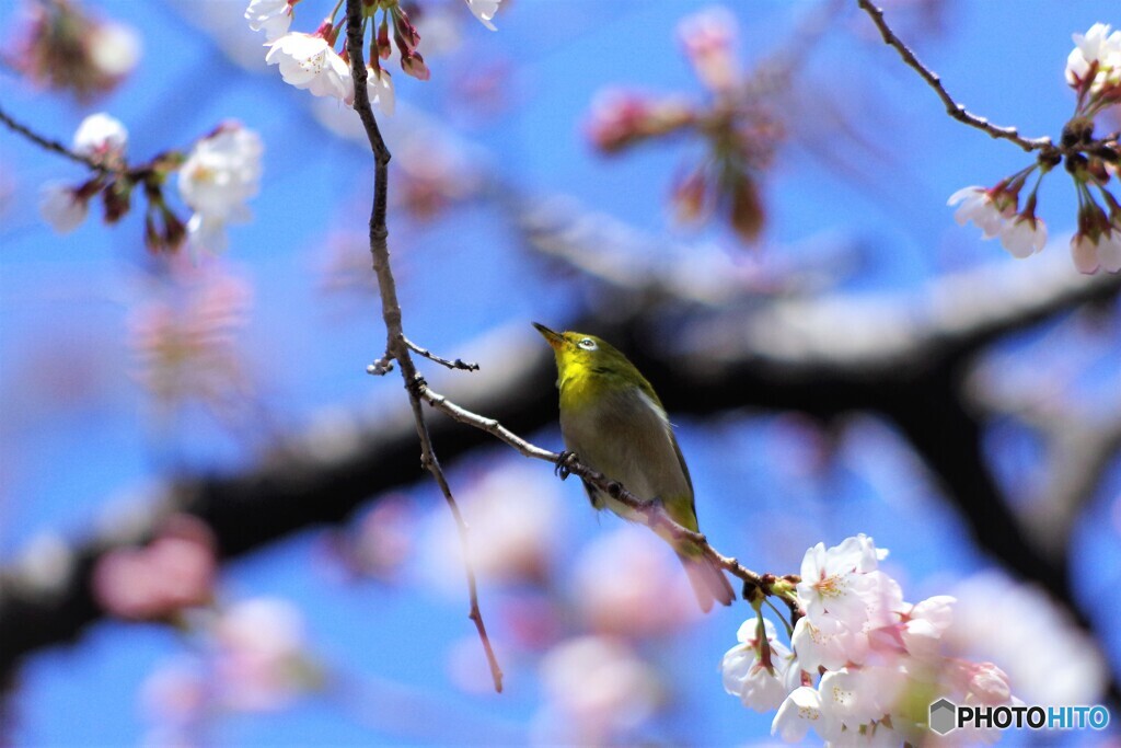 吉野サクジロー