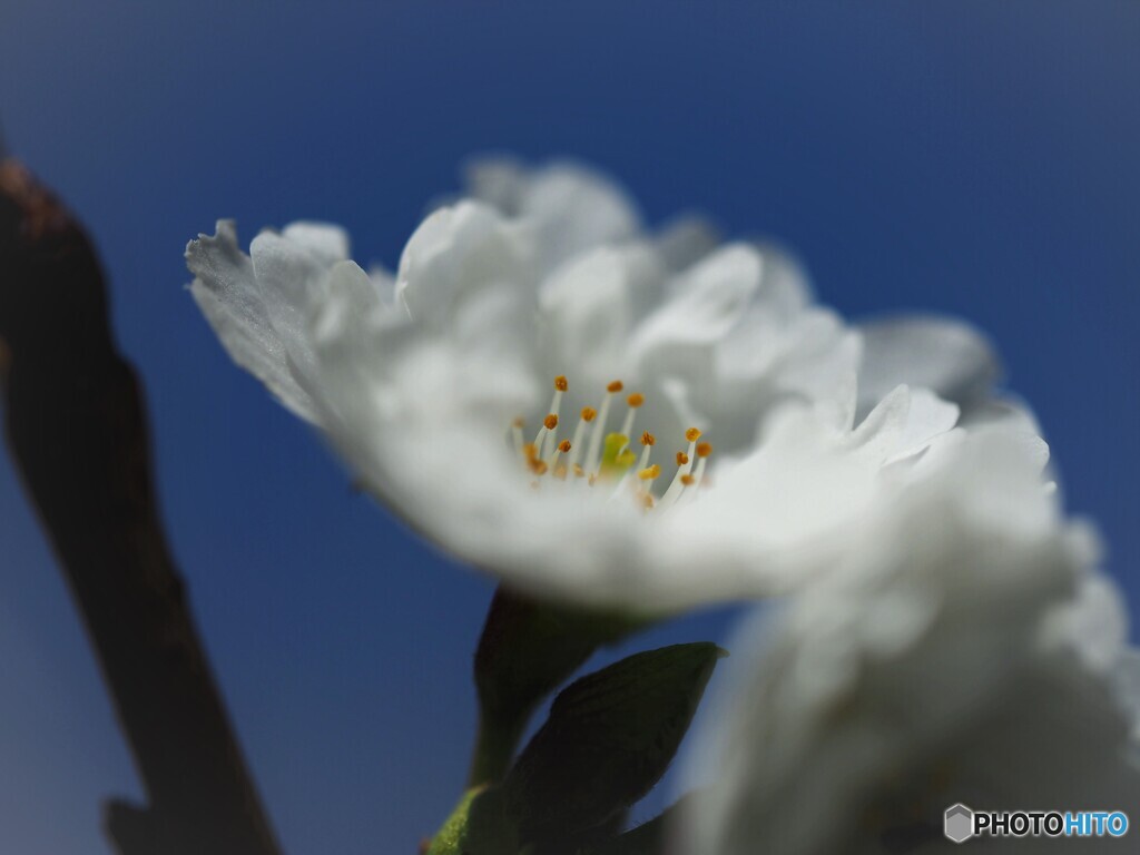 子福桜