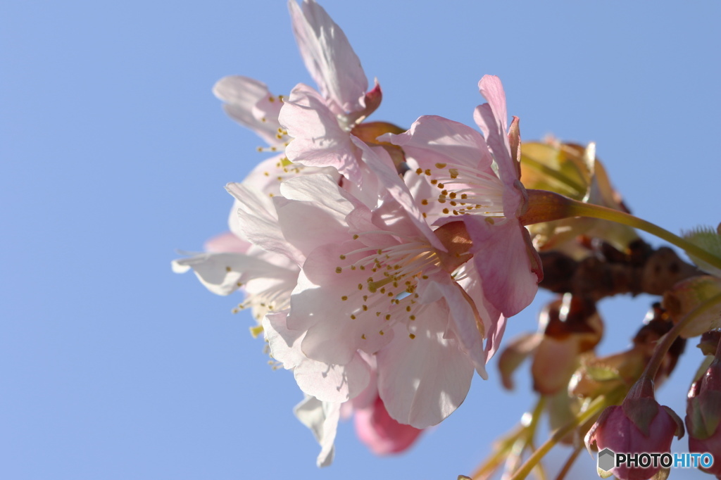 如月の桜－１