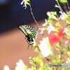 チェリーセージに舞う～①