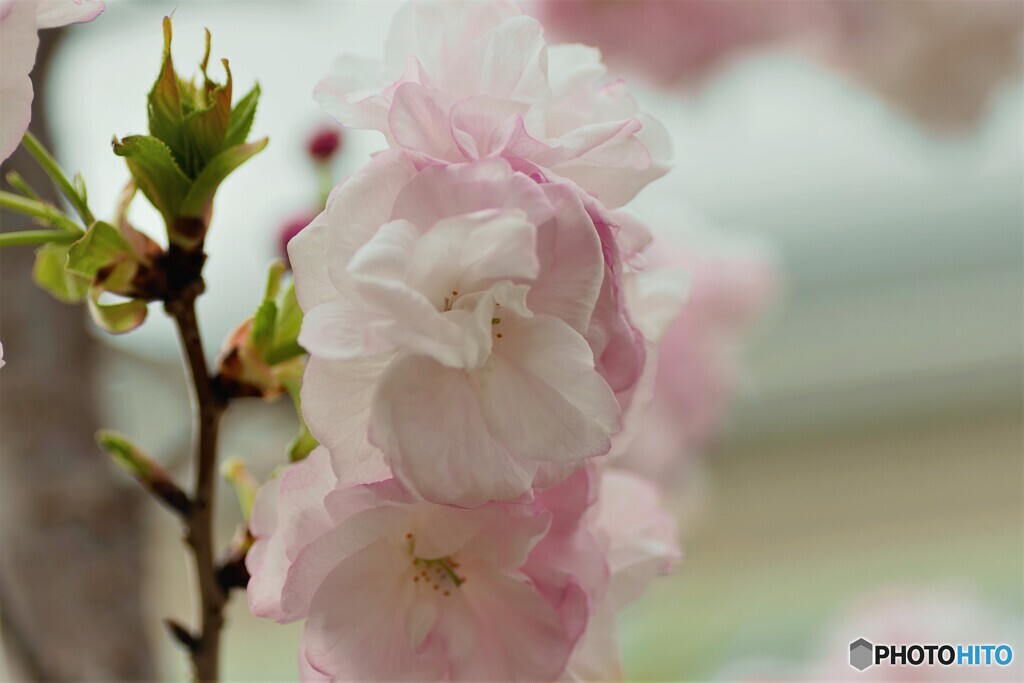 汐入八重桜 福禄寿