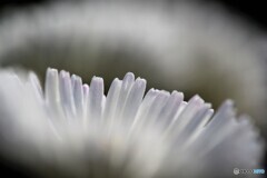 Chrysanthemum