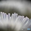 Chrysanthemum