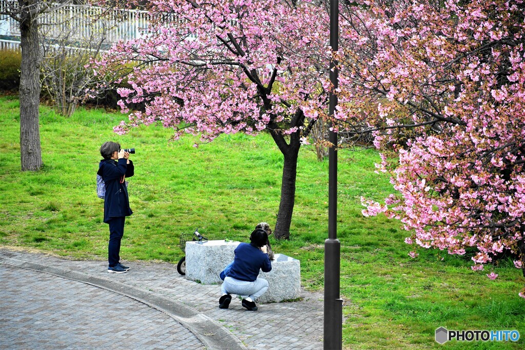 河津桜を撮る二人、、、。