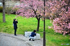 河津桜を撮る二人、、、。