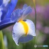 嬉しい知らせ～ⅱ