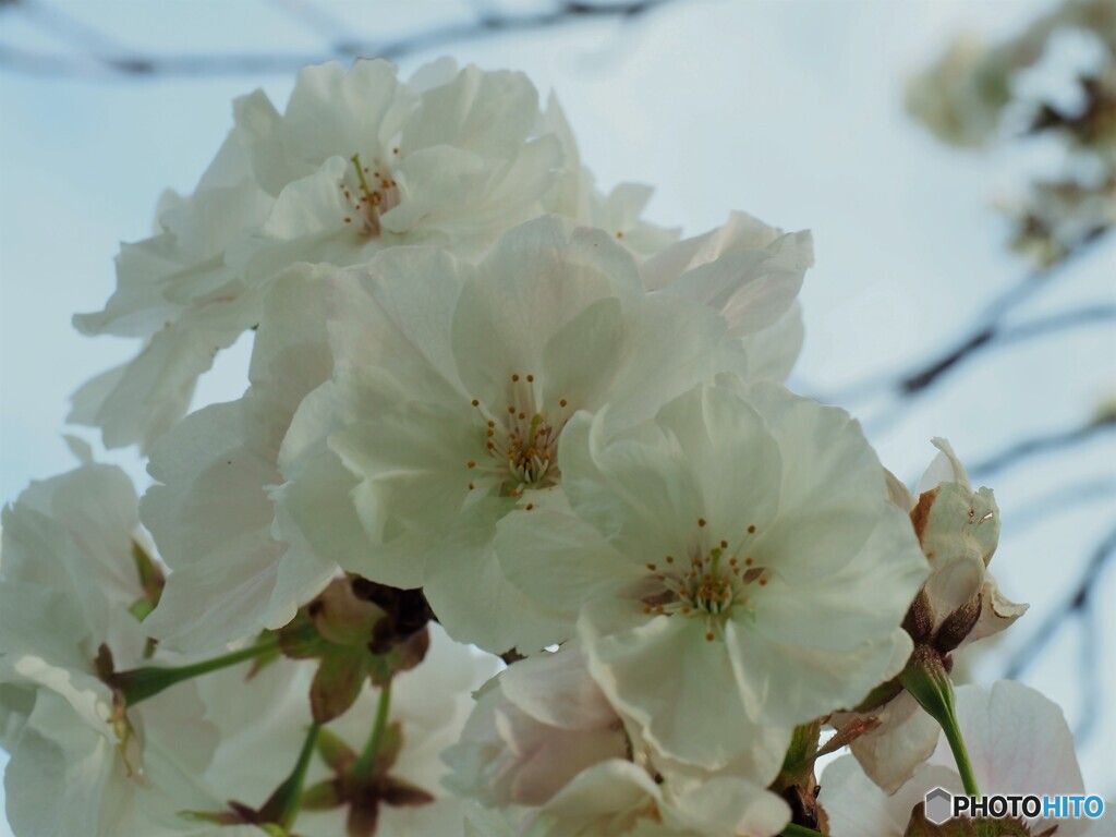朱雀