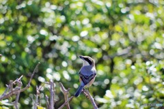 見返り百舌鳥さん