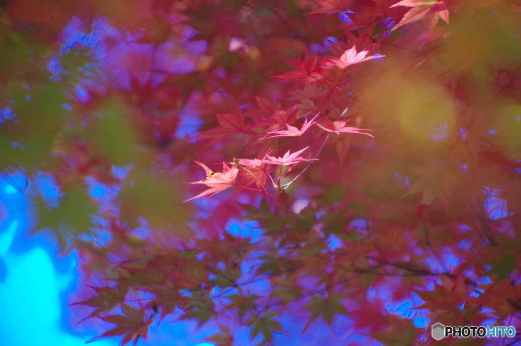 輪王寺の秋ー④