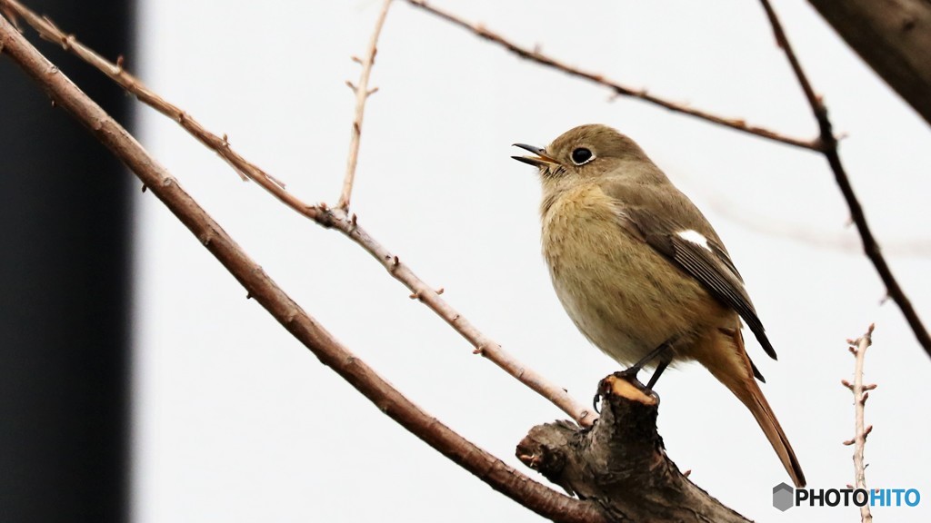 春待ち鳥、、、。
