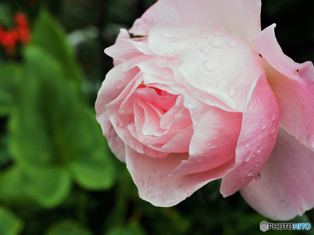 雨の日の癒し、、、⓶