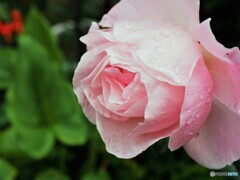 雨の日の癒し、、、⓶