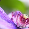 梅雨のベランダ～②