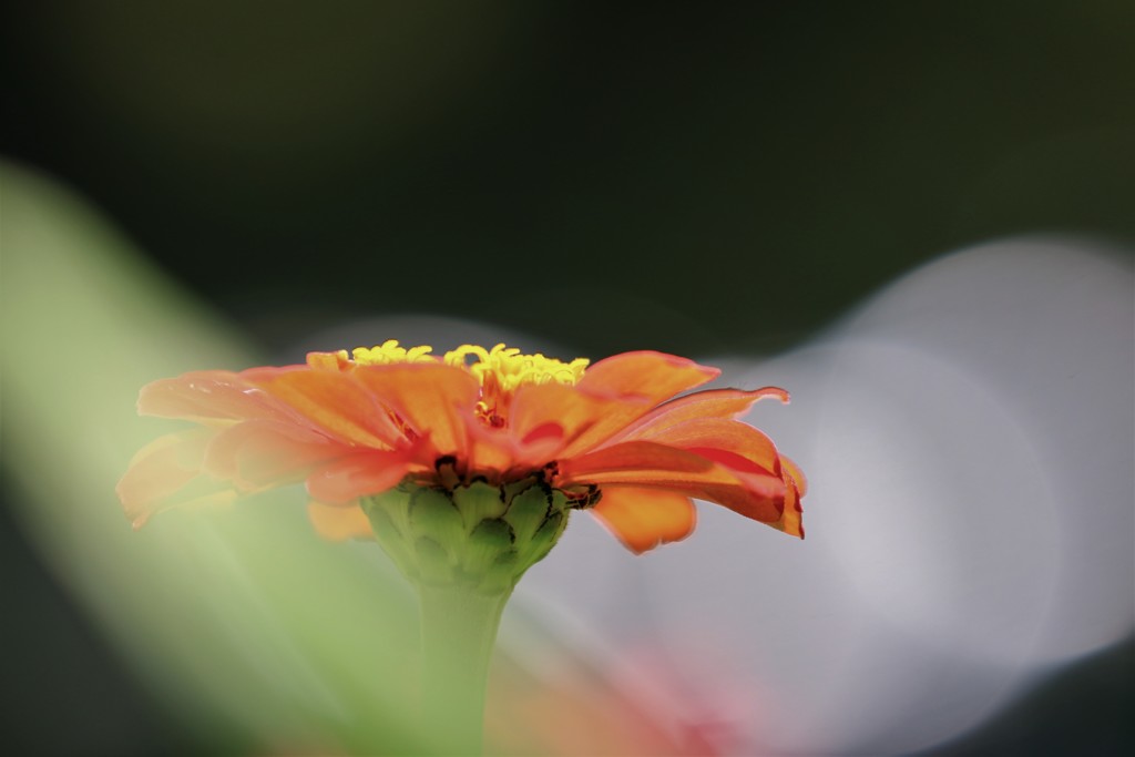 百日も咲く花、、、。