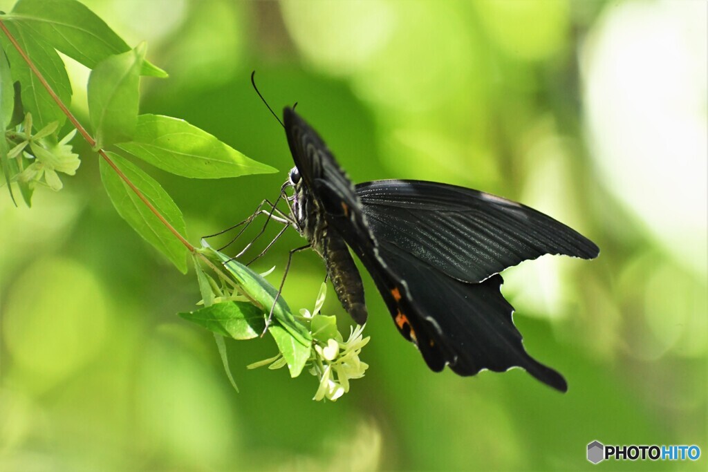 黒い蝶～ⅳ