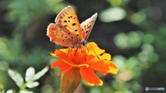 紅ポーズ、、、。